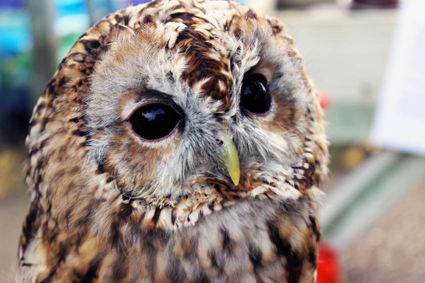 Happisburgh Owls - Bracken